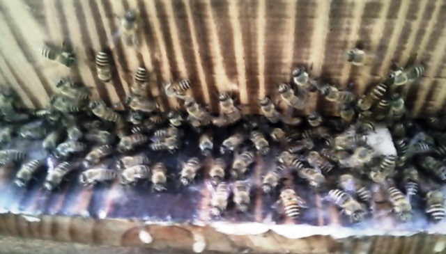 あふれる蜂たち