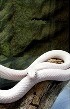 飯山一郎の白蛇様