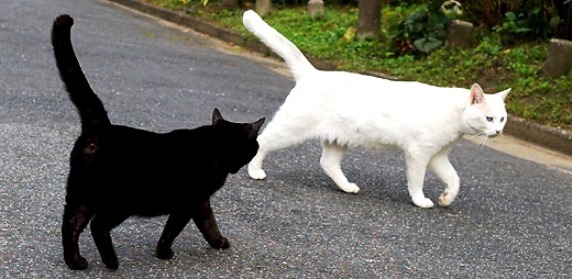 黒白ネコ