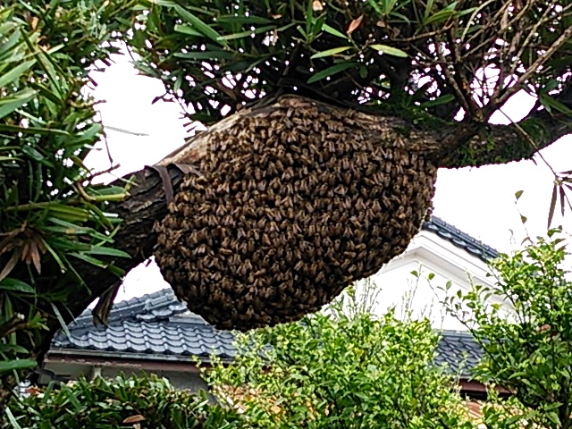 巨大分蜂