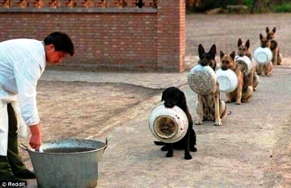 中国の警察犬