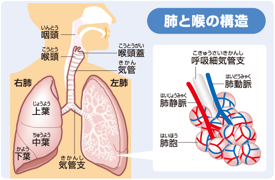 肺臓1